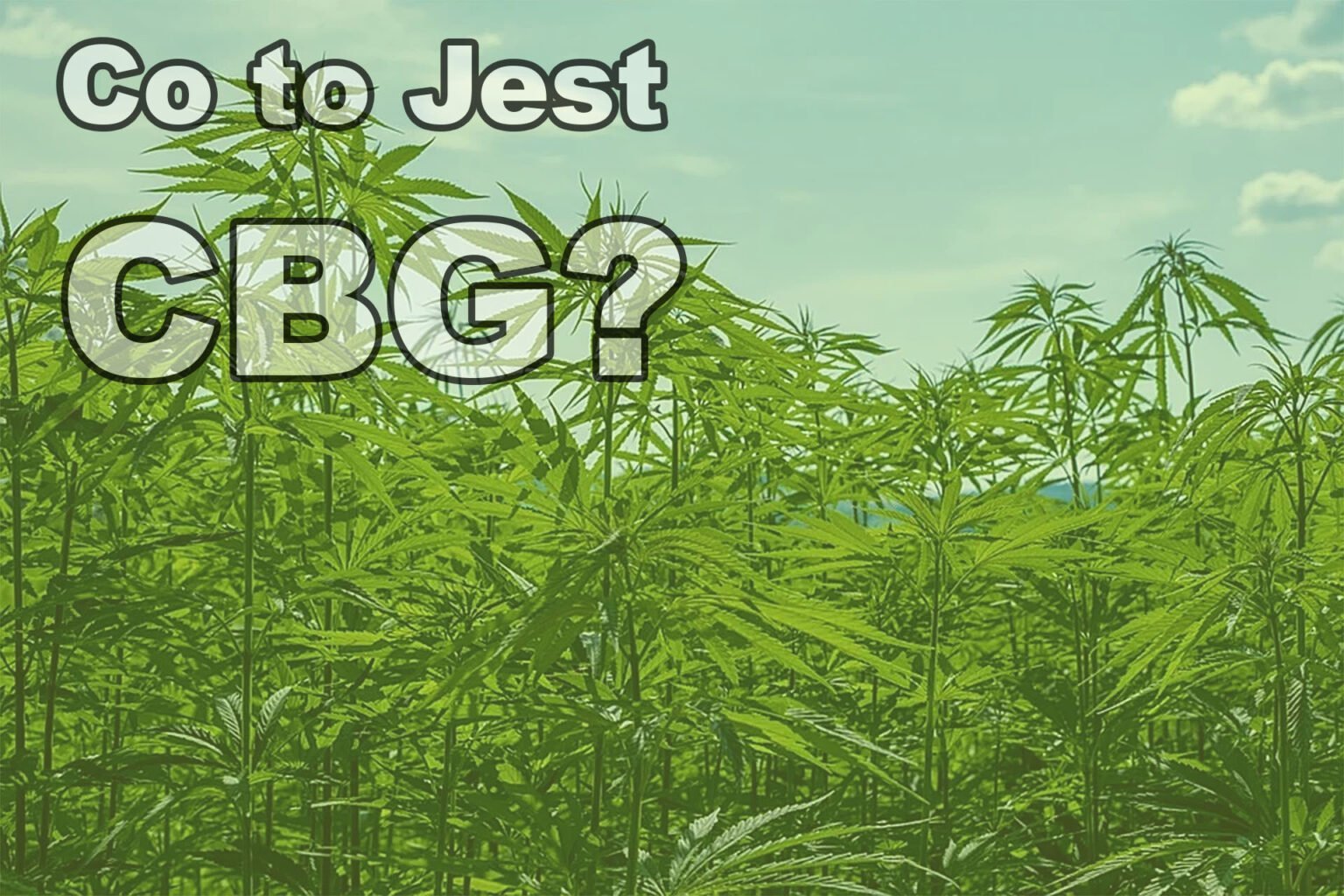 Co To Jest CBG THC Blog