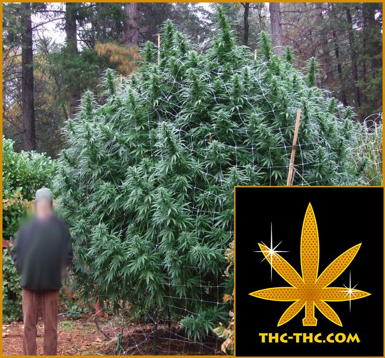 Big, Outdoor, Nasiona Marihuany, Nasiona Konopi, THC-THC