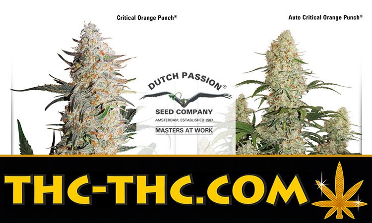 Nasiona Marihuany, Nasiona Konopi, Critical Orange Punch, Auto Critical Orange Punch, Dutch Passion