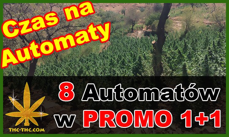 Nasiona Marihuany, Nasiona Konopi, Auto, Automatic, Autoflowering, Promocje 1+1