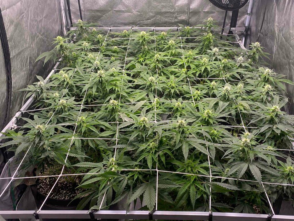 Czym jest uprawa screen of green scrog
