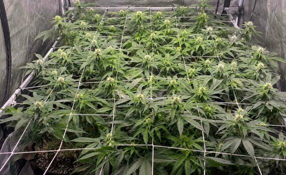 Czym jest uprawa screen of green scrog