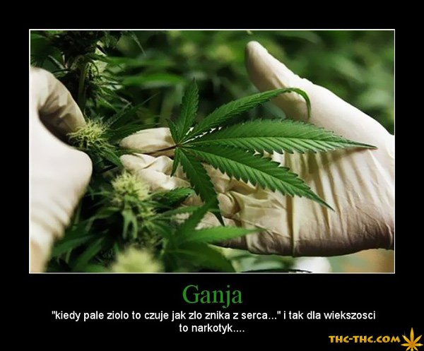 ganja, palę, zioło, marihuana, zły, narkotyk, serce