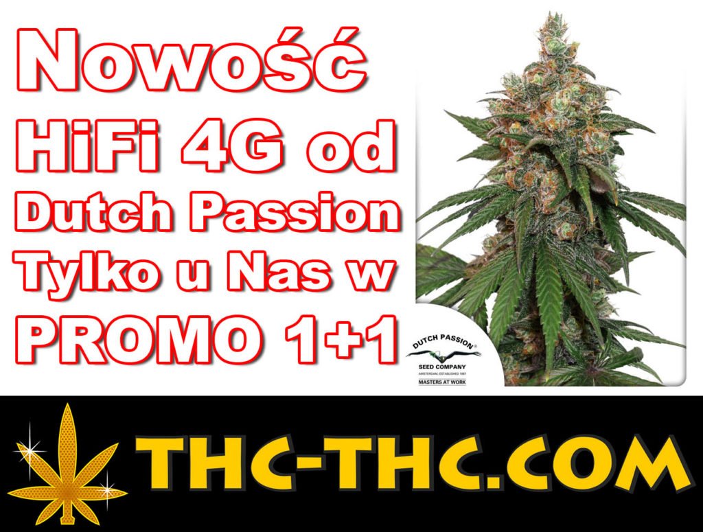 Promocji 1+1, Dutch Passion, HiFi 4G, Feminizowane, Nasiona Marihuany, Nasiona Konopi, Nasion, Indoor, Outdoor, Pełno Sezonowe, Pełnosezonowe