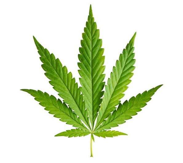 wygląd cannabis indica