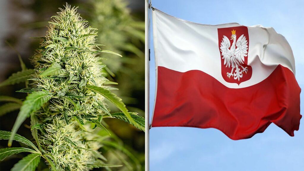 sejmowy zespół zajmie się legalizacją marihuany w Polsce