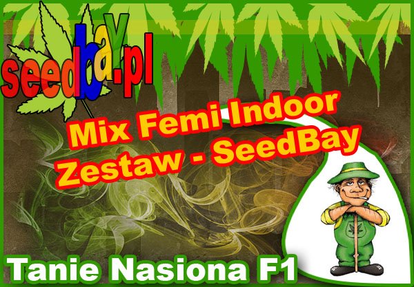 nasiona marihuany, nasiona konopi, feminizowane, mix, indoor, seedbay