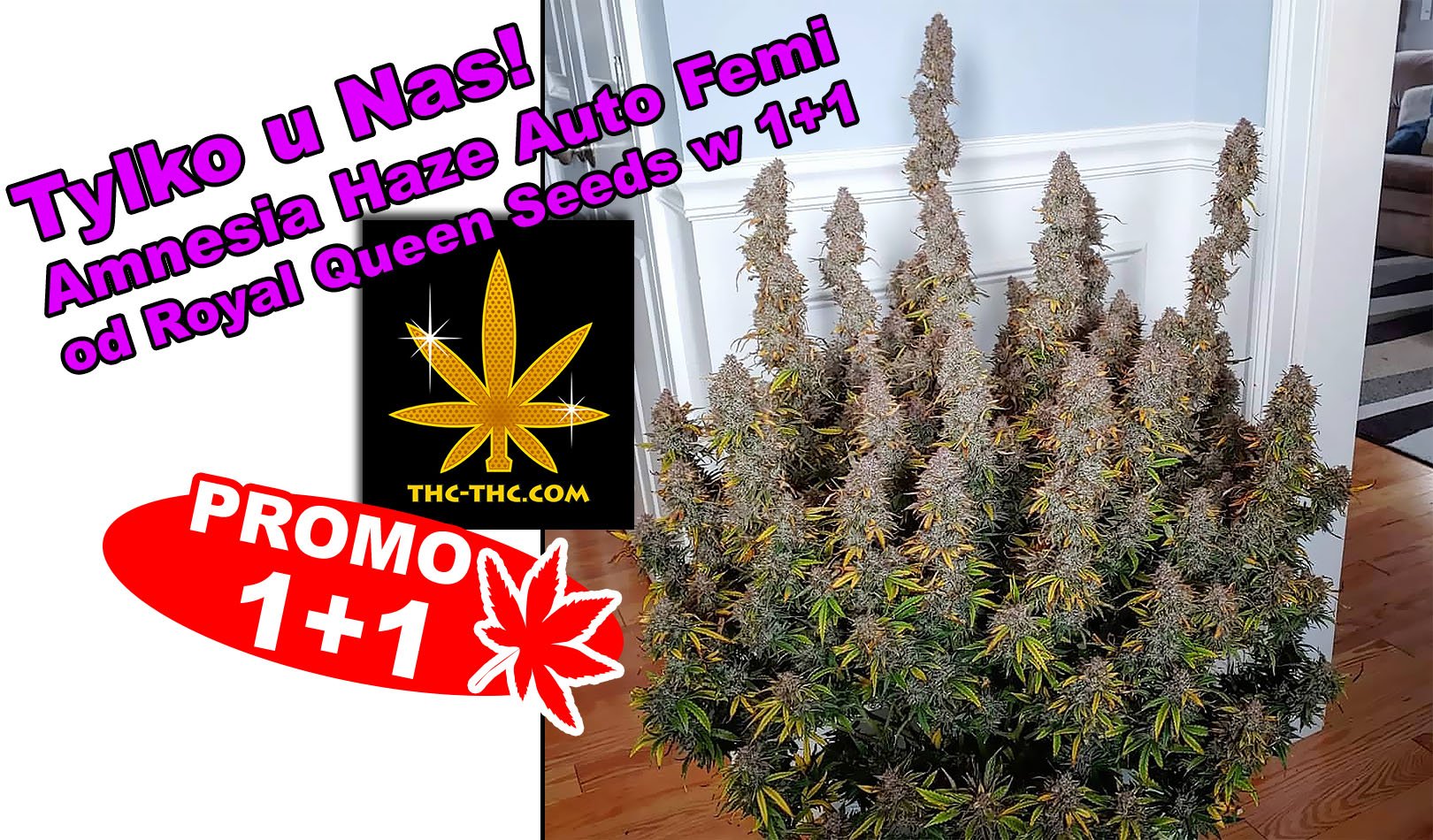 Nasiona Amnesia Haze Auto od RQS w 1+1