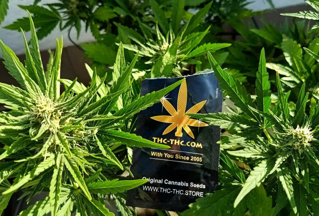 opakowanie po nasionach marihuany marki thc-thc