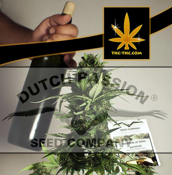 dutch passion, nasiona marihuany, konopi, thc
