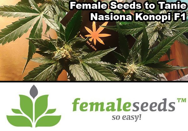 nasiona marihuany, nasiona konopi, f1, female seeds