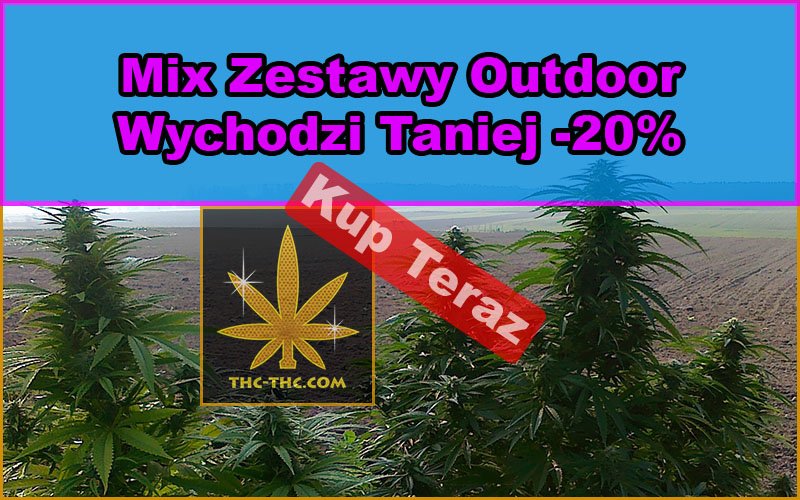 nasiona marihuany, nasiona konopi, mix, zestawy, outdoor