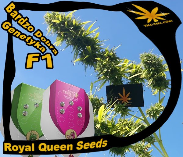 nasiona marihuany, konopi, royal queen seeds