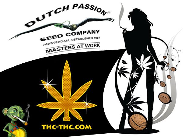 dutch passion, nasiona marihuany, nasiona konopi, sklep