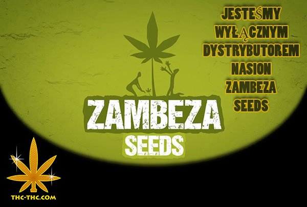 Zambeza Seeds, Nasiona Marihuany, Nasiona Konopi