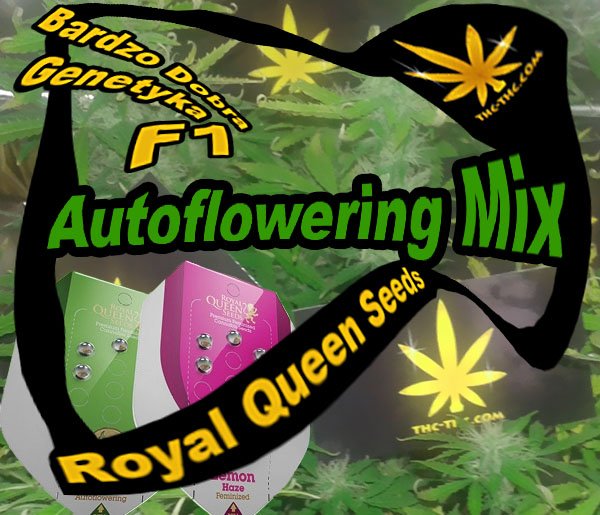 nasiona marihuany, nasiona konopi, autoflowering, mix, royal queen seeds