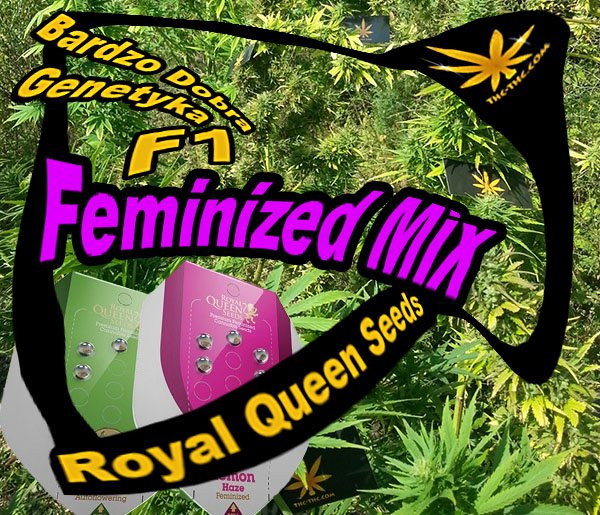nasiona marihuany, nasiona konopi, feminized, mix, royal queen seeds