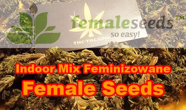 nasiona marihuany, konopi, indoor mix, female