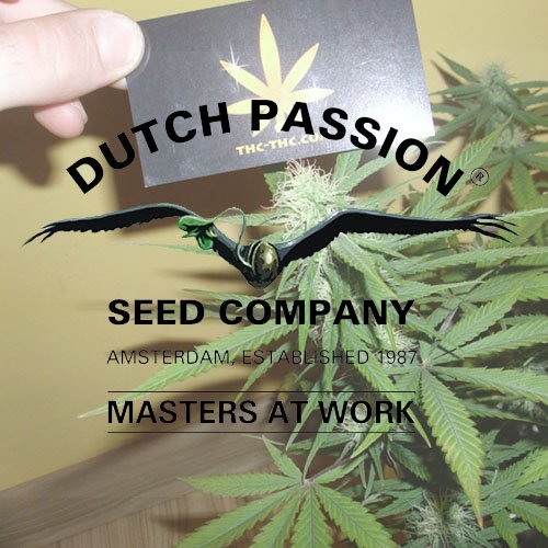 nasiona marihuany, konopi, dutch passion