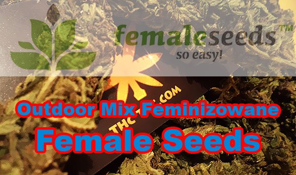 nasiona marihuany, konopi, outdoor mix, female