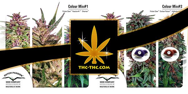 nasiona marihuany, konopi, colour-mix, outdoor, dutch passion