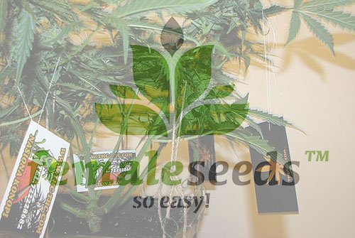 female seeds, nasiona marihuany, thc