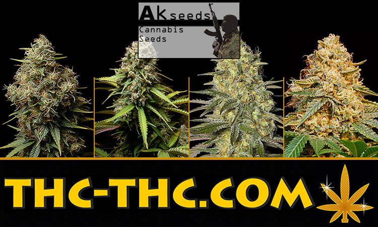Nasiona Marihuany, Nasiona Konopi, Akseeds, Ak482 Auto, Big Poison Auto, Crystal Kush Auto, Gold Mery Auto