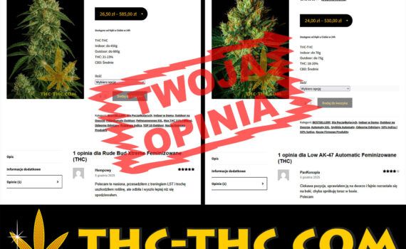 Opinie z ocena wystawianie recenzji poszczegolnych nasion marihuany