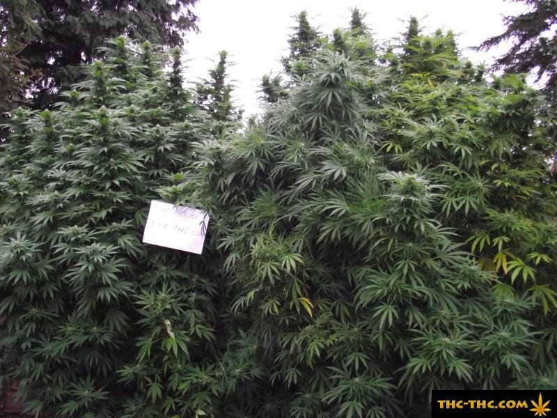 Plantacja Outdoor