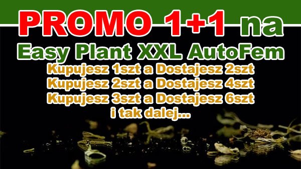 nasiona marihuany, easy plant xxl, promocja 1 plus 1, gratis