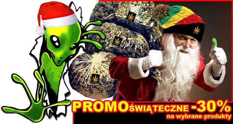 promocje świąteczne, nasiona marihuany, konopi